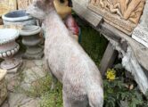 Горный козёл, купить в Крыму и Севастополе